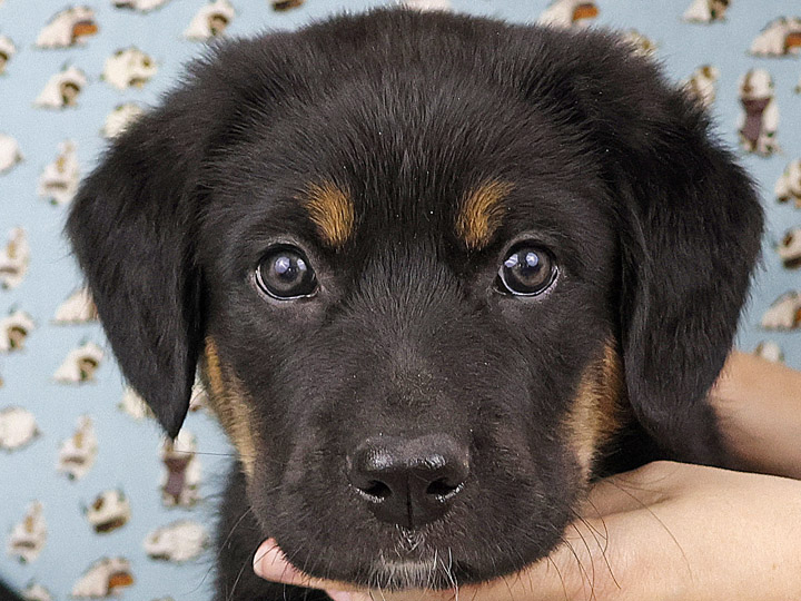 chinook puppy